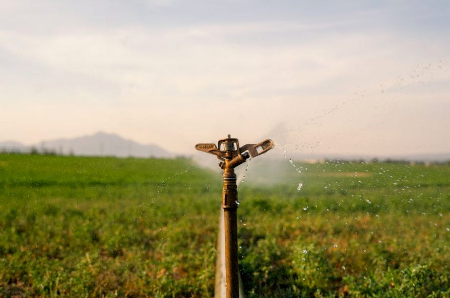 A sprinkler watering a vast green field under a clear sky, showcasing modern irrigation technology
